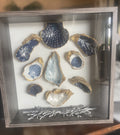 The Collector's Tide gilded shell shadowbox coastal wall art by The Golden Shoreline