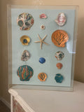 The Tidal Gallery: Hand-Painted Shell Collection Shadowbox