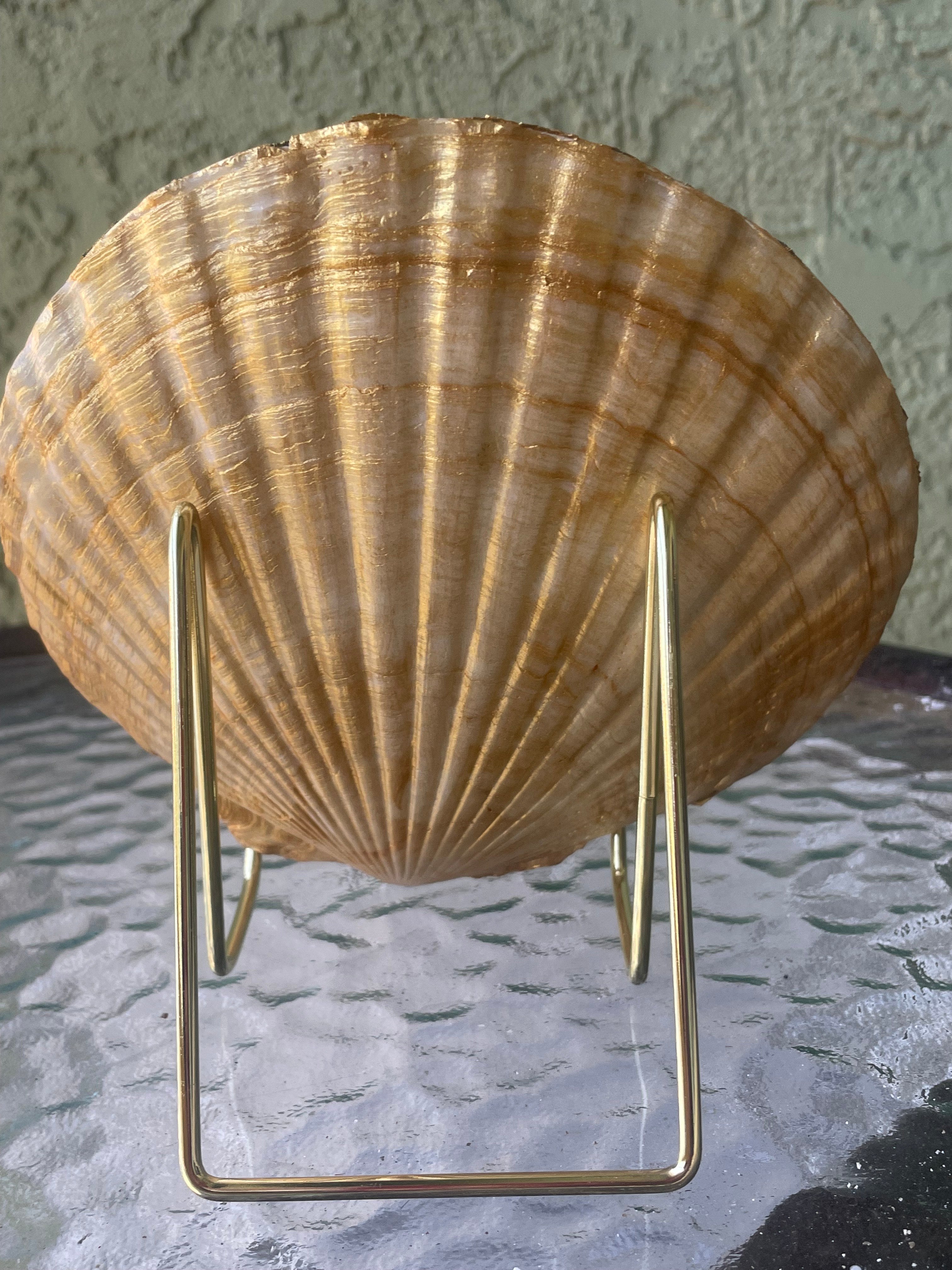 The Siren's Reef Handcrafted Gilded Shell Art